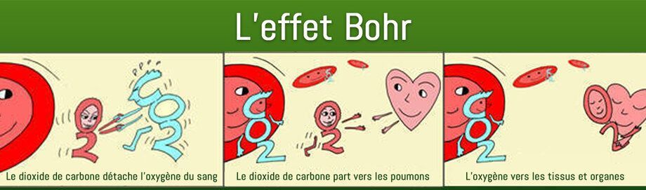 Petite bande dessinée expliquant l'effet Bohr.