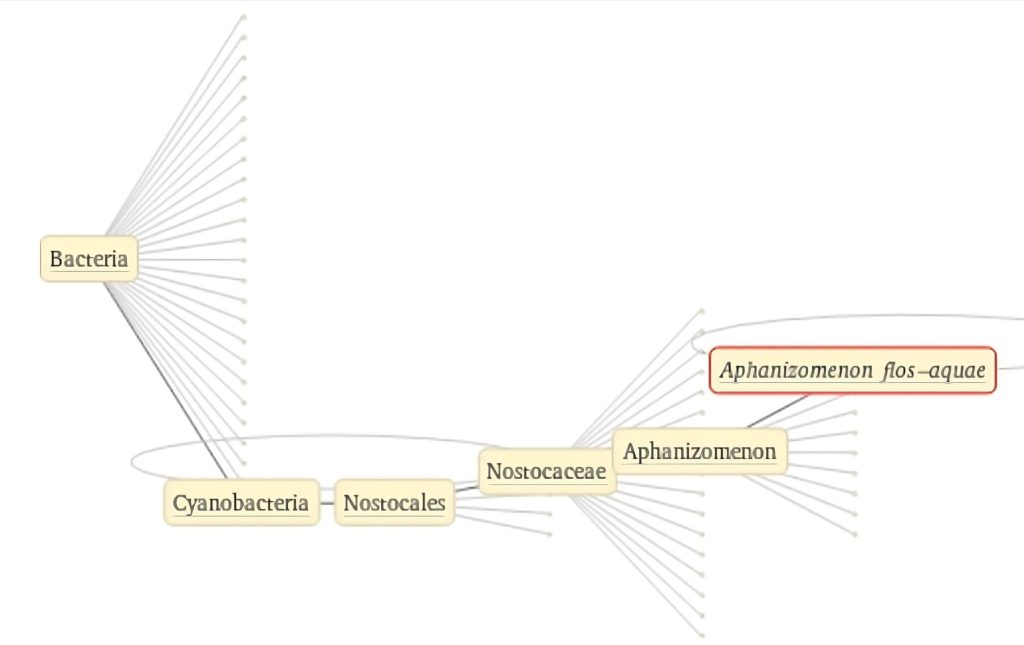 Taxonomie biologique de l'algue de Klamath Aphanizomenon Flos Aquae.