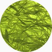 Des filaments d'algue de Klamath.