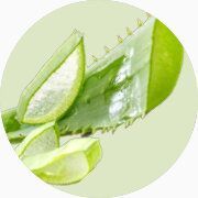 Feuille d'Aloe Vera coupée.