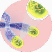 Représentation d'un chromosome et vue sur télomères.