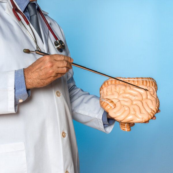 Un docteur pointe un intestin en plastique.