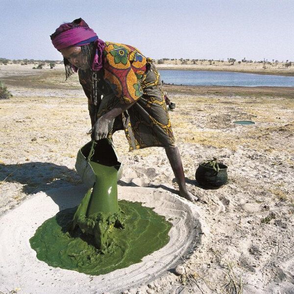 Une femme du Chad verse de la spiruline fraîche.
