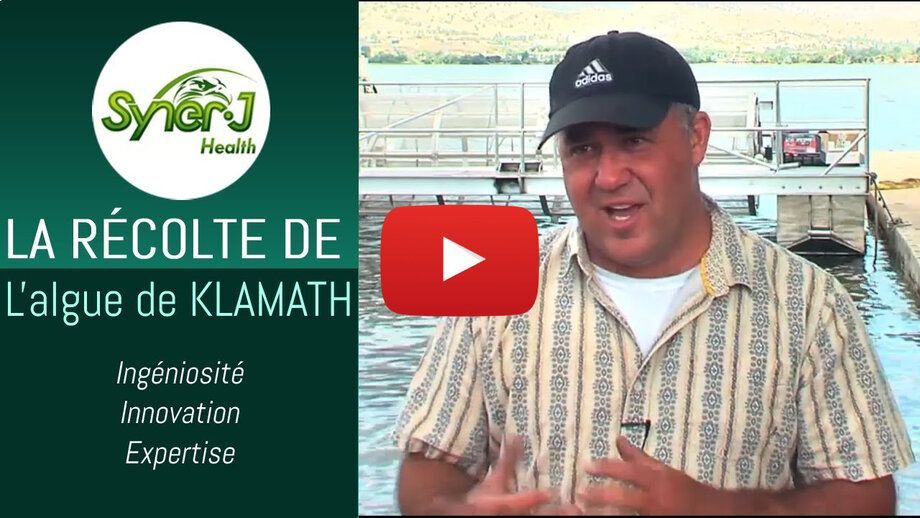 Vignette de la vidéo de récolte de l'AFA Klamath par AquaeCare.