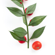 Feuille de houx Ruscus Aculeatus.