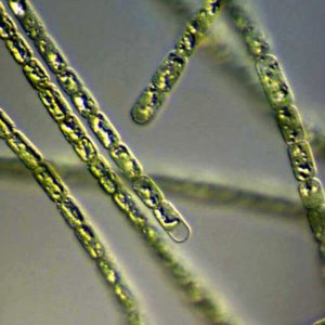 Vue au microscope de l'algue Klamath aphanizomenon flos aquae.