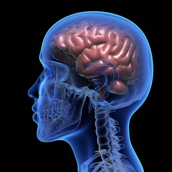 Illustration digitale d'un cerveau humain vu de profil.