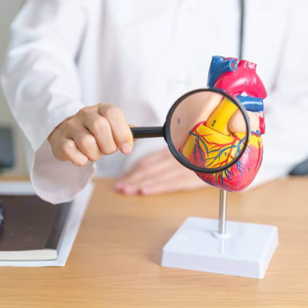Un docteur en bouse blanche pose une loupe devant un modèle anatomique d'un coeur.