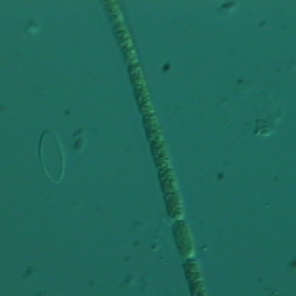 Vue au microscope de la microalgue Aphanizomenon Flos Aquae de Klamath.