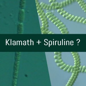 Composition graphique de deux photos au microscope de la Klamath et de la spiruline.