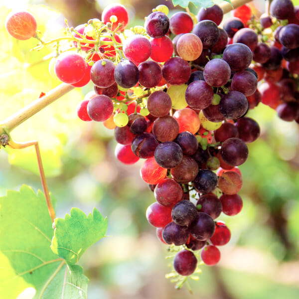 Des grappes de raisins cultivés en biodynamie.