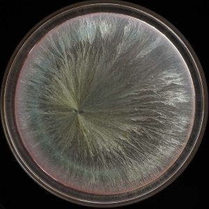 Exemple de cristallogramme obtenu par cristallisation sensible.