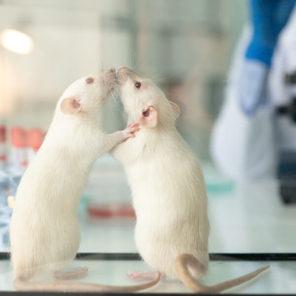 Deux rats de laboratoire testés avec l'algue de Klamath contre l'hypertension.
