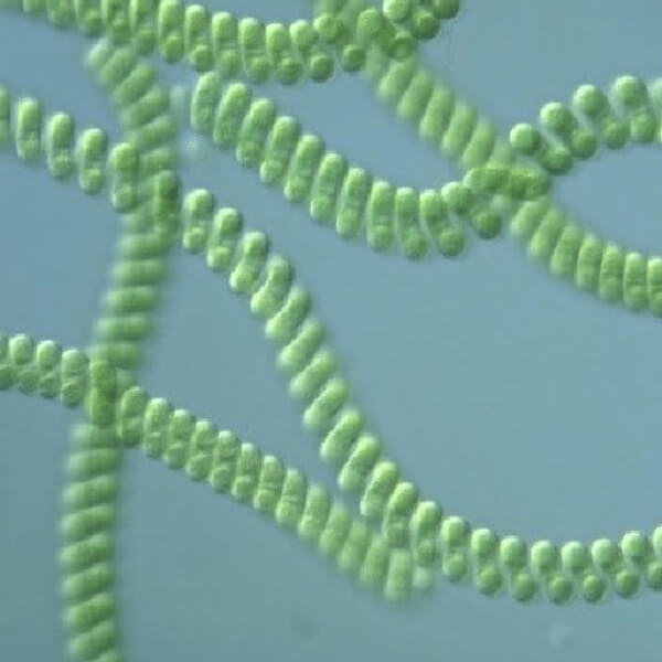 Vue au microscope de la microalgue Spirulina.