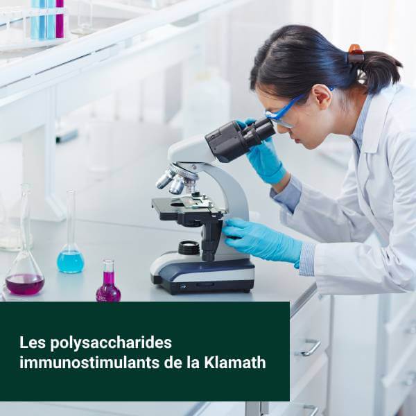 Une scientifique observe au microscope les polysacharrides immunostimulants de l'Aphanizomenon flos-aquae.