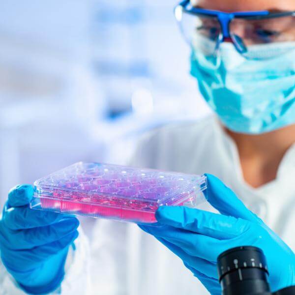 Une scientifique observe une culture de cellules souches.