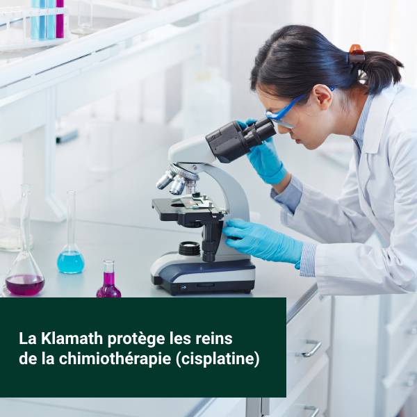Une scientifique étudie comment l'Aphanizomenon de Klamath protège les reins des effets de la chimiothérapie par cisplatine.