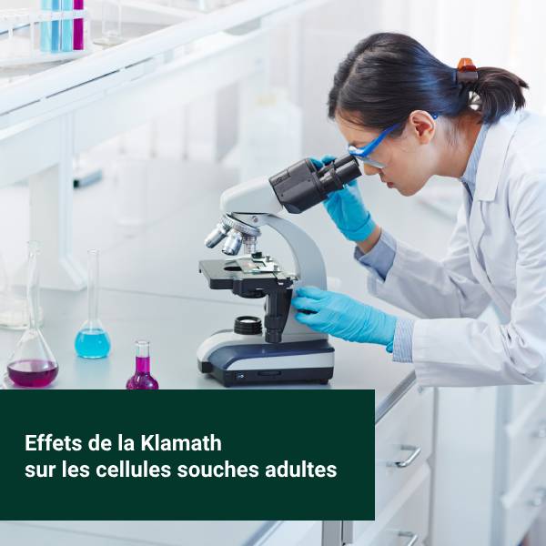 Une scientifique étudie au microscope l'effet de l'Aphanizomenon flos-aquae sur la stimulation des cellules souches adultes humaines.