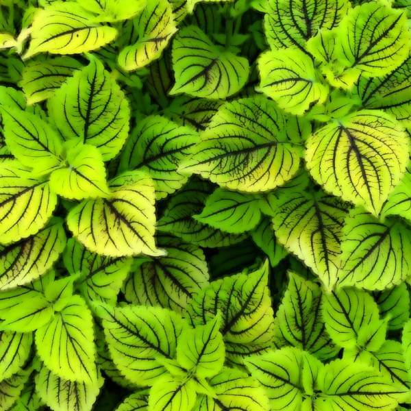 Des feuilles vertes de coléus d'Inde.