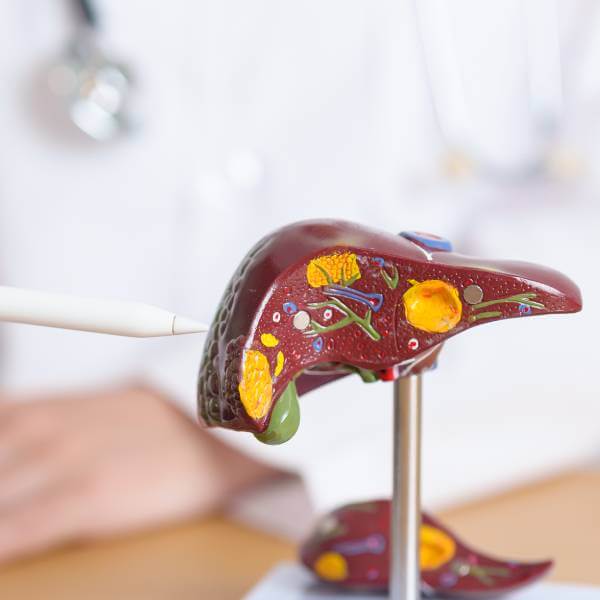 Un foie en plastique pointé par un médecin.