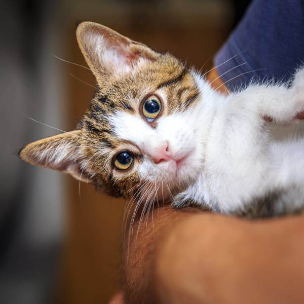 Un chat mignon avec la tête penchée.