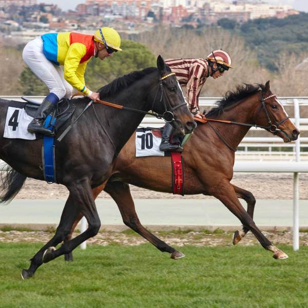 Des chevaux de course en pleine compétition.