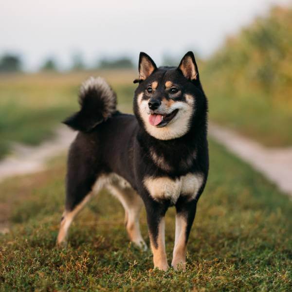 Un chien shiba inu en plein air.