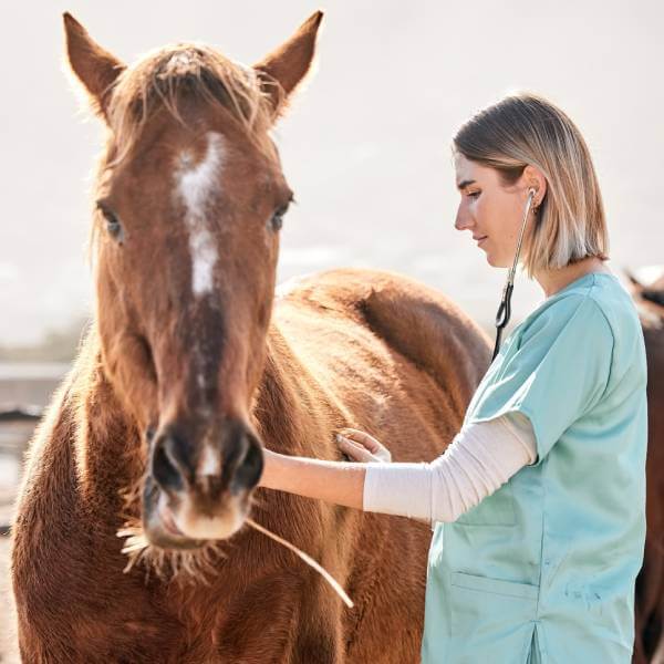 Une vétérinaire donne de l'algue de Klamath à un cheval de courses.