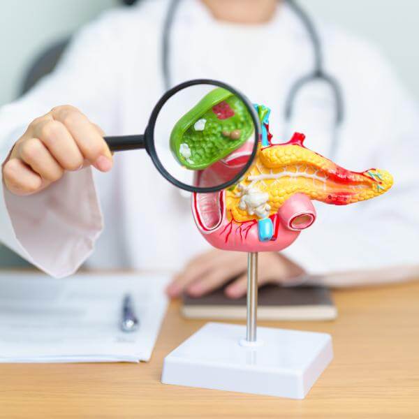 Un docteur appose une loupe grossissante sur un modèle anatomique de pancréas en plastique.