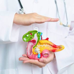 Un modèle anatomique de pancréas tenu par un médecin.