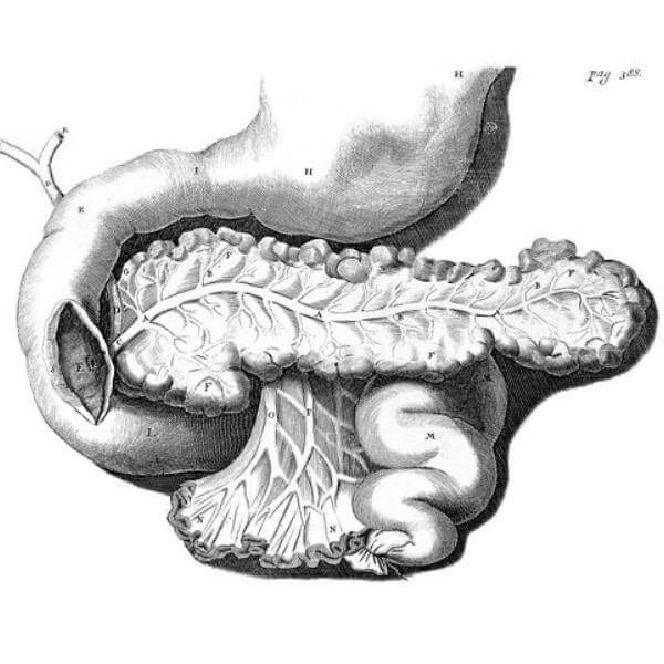 Dessin d'anatomie en coupe en noir et blanc d'un pancréas.