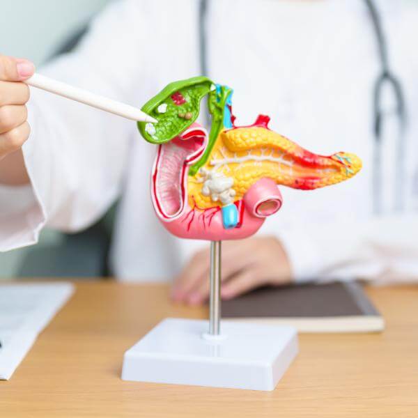 Un docteur pointe un modèle anatomique de pancréas.