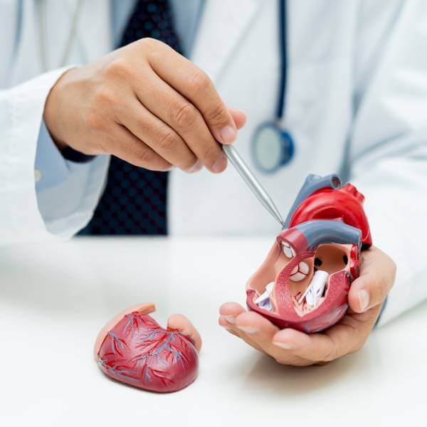 Gros plan sur un modèle anatomique de coeur humain tenu par un médecin.