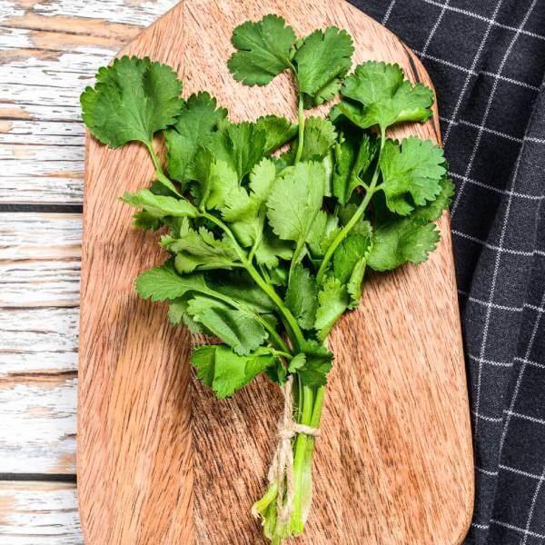 Des tiges de coriandre fraîche sur une planche en bois.