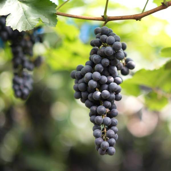 Une grappe de vigne rouge, un remède naturel pour la circulation du sang.