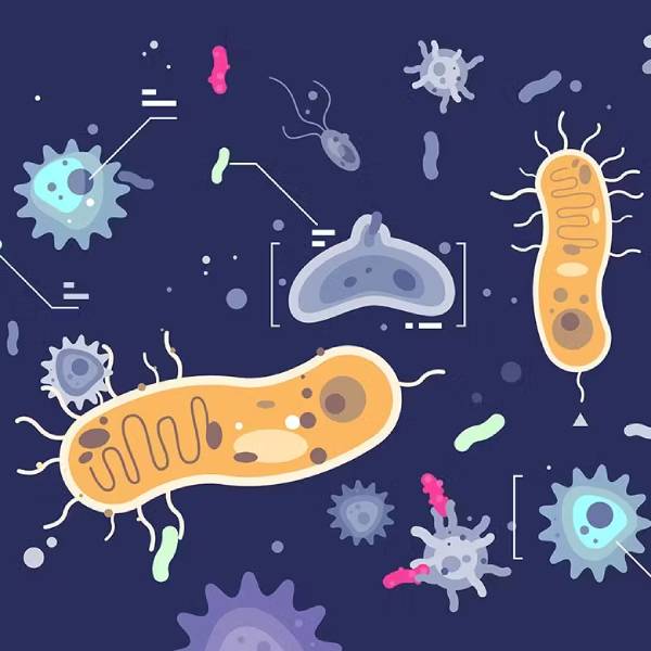 Illustration de bactéries probiotiques.