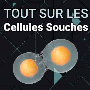 tout sur les cellules souches