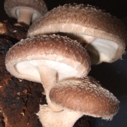 Shiitake, protège l'organisme.