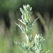 Feuilles d’absinthe utilisées en phytothérapie antiparasitaire.