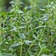 Brindilles de thym aux vertus antiseptiques et vermifuges.